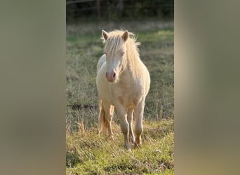Ponis Shetland, Semental, 1 año, 102 cm, Perlino