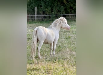 Ponis Shetland, Semental, 1 año, 102 cm, Perlino