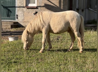 Ponis Shetland, Semental, 1 año, 102 cm, Perlino