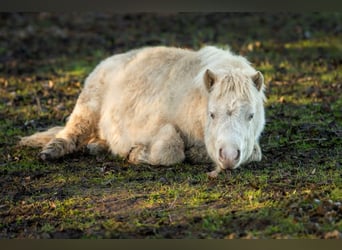 Ponis Shetland, Semental, 1 año, 102 cm, Perlino