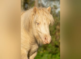 Ponis Shetland, Semental, 1 año, 102 cm, Perlino