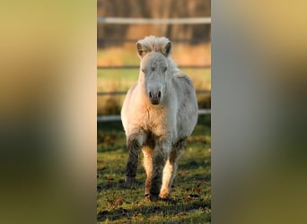 Ponis Shetland, Semental, 1 año, 102 cm, Perlino