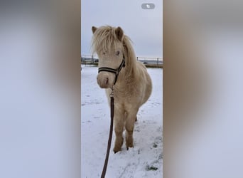 Ponis Shetland, Semental, 1 año, 102 cm, Perlino