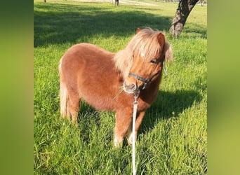 Ponis Shetland, Semental, 1 año, 105 cm, Alazán