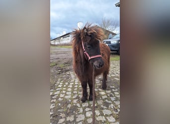 Ponis Shetland, Semental, 1 año, 105 cm, Castaño oscuro