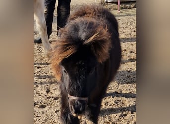 Ponis Shetland, Semental, 1 año, 105 cm, Negro