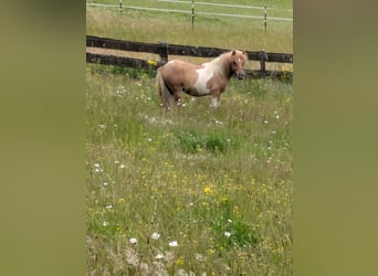 Ponis Shetland, Semental, 1 año, 107 cm, Pío