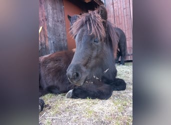 Ponis Shetland, Semental, 1 año, 110 cm, Negro