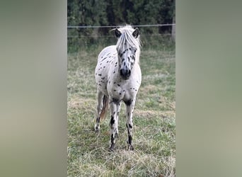 Ponis Shetland, Semental, 1 año, 113 cm, Atigrado/Moteado