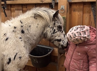 Ponis Shetland, Semental, 1 año, 113 cm, Atigrado/Moteado