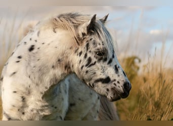 Ponis Shetland, Semental, 1 año, 113 cm, Atigrado/Moteado