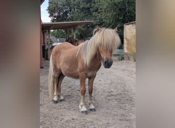 Ponis Shetland, Semental, 1 año, 80 cm, Alazán
