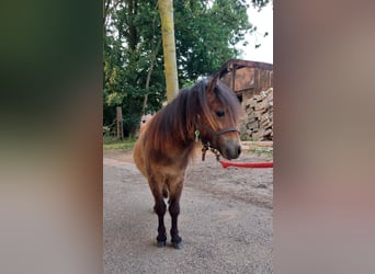 Ponis Shetland, Semental, 1 año, 80 cm, Castaño oscuro
