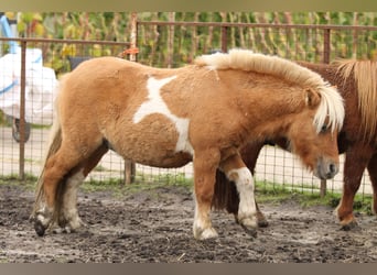 Ponis Shetland, Semental, 1 año, 80 cm, Pío