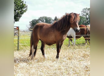 Ponis Shetland, Semental, 1 año, 83 cm, Pío