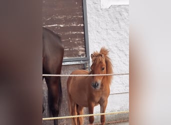 Ponis Shetland, Semental, 1 año, 85 cm, Alazán