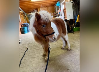 Ponis Shetland, Semental, 1 año, 85 cm, Pío