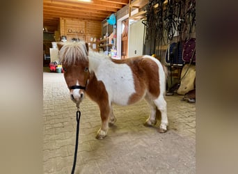 Ponis Shetland, Semental, 1 año, 85 cm, Pío