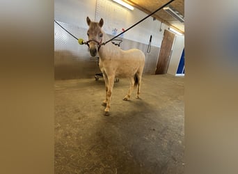 Ponis Shetland, Semental, 1 año, 90 cm, Atigrado/Moteado