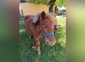 Ponis Shetland, Semental, 1 año, 98 cm, Alazán
