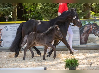 Ponis Shetland, Semental, 1 año, Negro