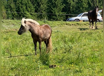 Ponis Shetland Mestizo, Semental, 2 años, 100 cm