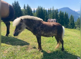 Ponis Shetland Mestizo, Semental, 2 años, 100 cm