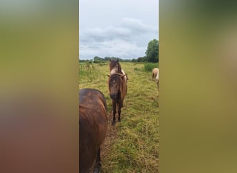 Ponis Shetland, Semental, 2 años, 105 cm, Atigrado/Moteado