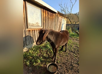 Ponis Shetland, Semental, 2 años, 105 cm