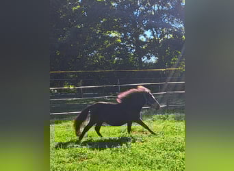 Ponis Shetland, Semental, 2 años, 105 cm, Negro