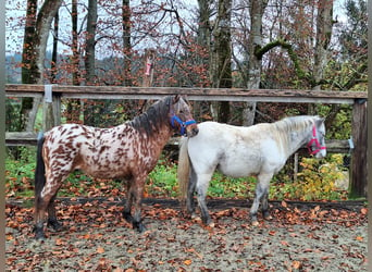 Ponis Shetland, Semental, 2 años, 107 cm, Atigrado/Moteado