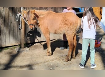 Ponis Shetland, Semental, 2 años, 110 cm, Buckskin/Bayo