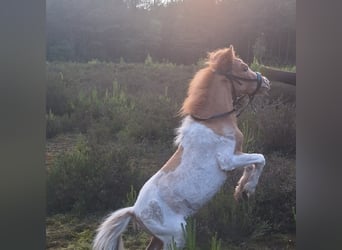 Ponis Shetland, Semental, 2 años, 80 cm, Pío