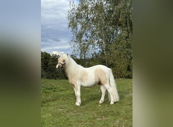 Ponis Shetland, Semental, 2 años, 82 cm, Pío