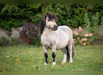 Ponis Shetland, Semental, 2 años, 82 cm, Pío