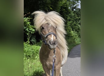Ponis Shetland, Semental, 2 años, 84 cm
