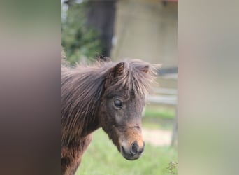 Ponis Shetland Mestizo, Semental, 2 años, 87 cm, Castaño oscuro