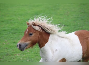Ponis Shetland, Semental, 2 años, 90 cm, Pío