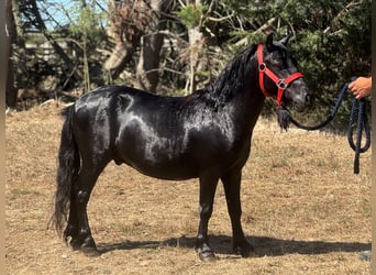 Ponis Shetland, Semental, 2 años, 94 cm, Negro