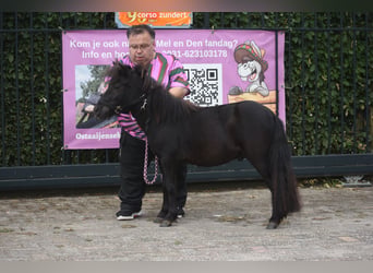 Ponis Shetland, Semental, 2 años