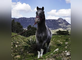 Ponis Shetland, Semental, 3 años, 100 cm, Pío