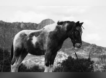 Ponis Shetland, Semental, 3 años, 100 cm, Pío