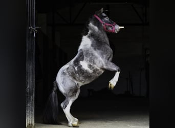 Ponis Shetland, Semental, 3 años, 100 cm, Pío