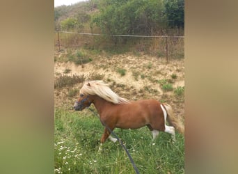 Ponis Shetland, Semental, 3 años, 103 cm, Pío
