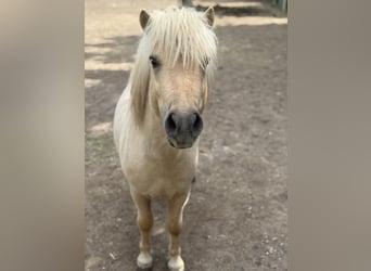 Ponis Shetland, Semental, 3 años, 105 cm, Palomino