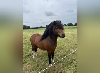 Ponis Shetland, Semental, 3 años, 106 cm, Castaño