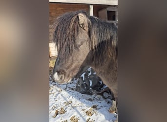 Ponis Shetland, Semental, 3 años, 110 cm, Bayo