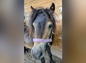 Ponis Shetland, Semental, 3 años, 75 cm, Castaño