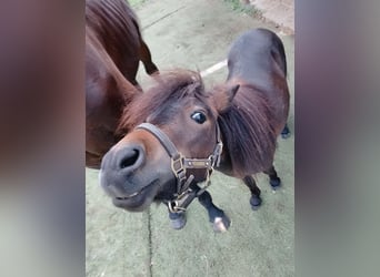 Ponis Shetland, Semental, 3 años, 80 cm, Castaño