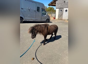 Ponis Shetland, Semental, 3 años, 86 cm, Castaño oscuro
